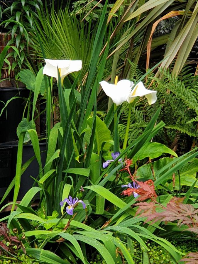Tropical Garden Oasis Rooms Birmingam Exterior foto